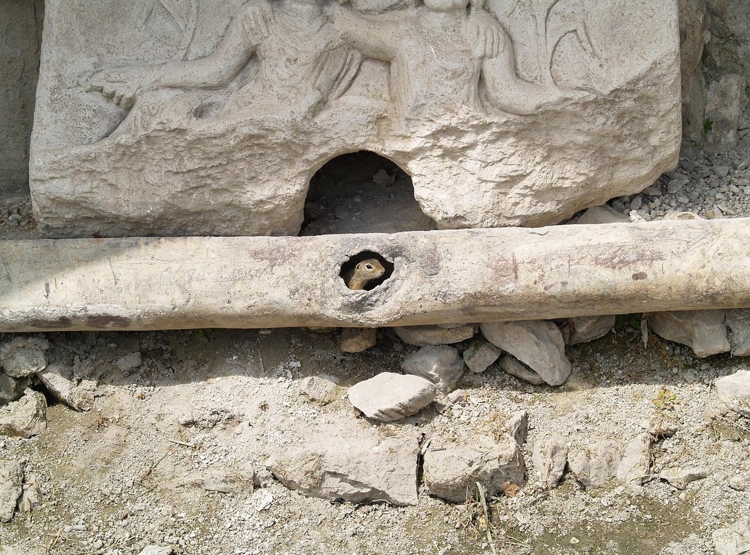 meta adaptation tournaments