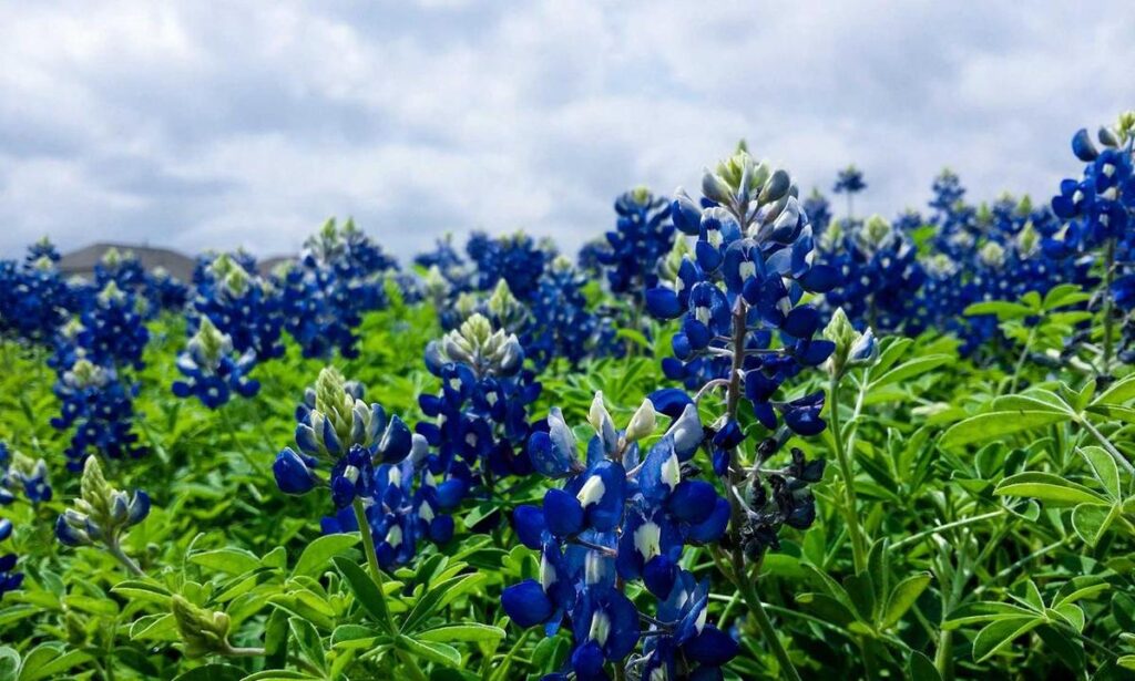 multiplayer gaming event jaobvent