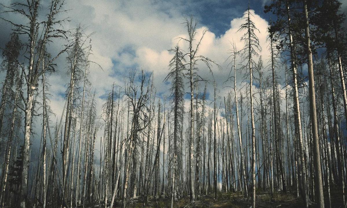 multiplayer tournament 1